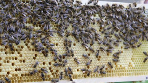 hlw19_bienen-20180424-ggf008-img_3605