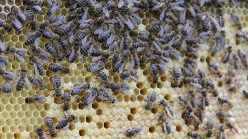 hlw19_bienen-20180424-ggf009-img_3608