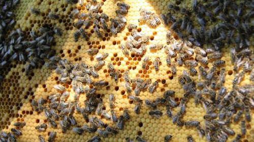 hlw19_bienen-20180424-ggf014-img_3620