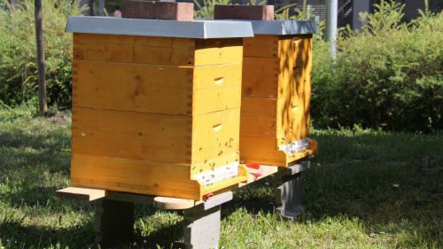 hlw19_bienen-20180507-ggf013-img_3696