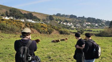 shared-image-highland-cows shared-image-highland-cows
